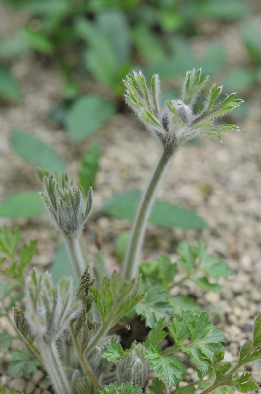 オキナグサのつぼみです