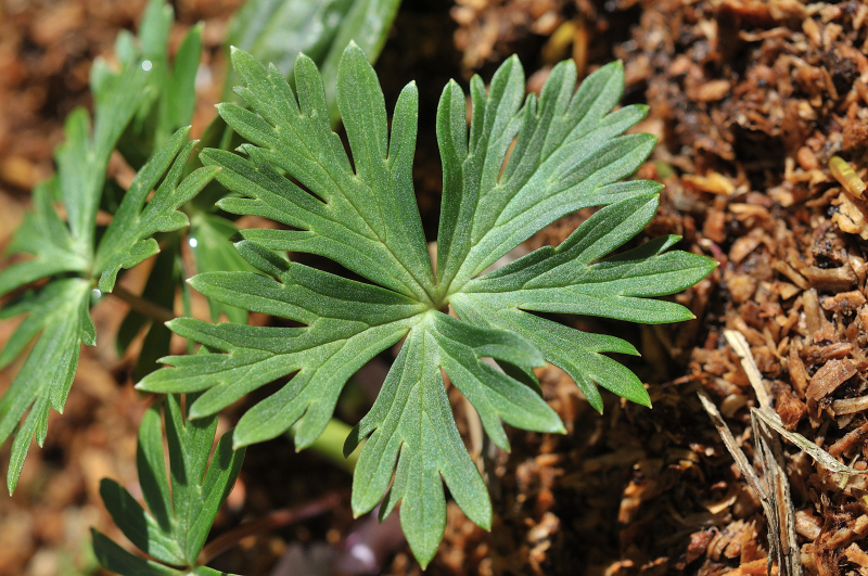 白山トリカブトの葉