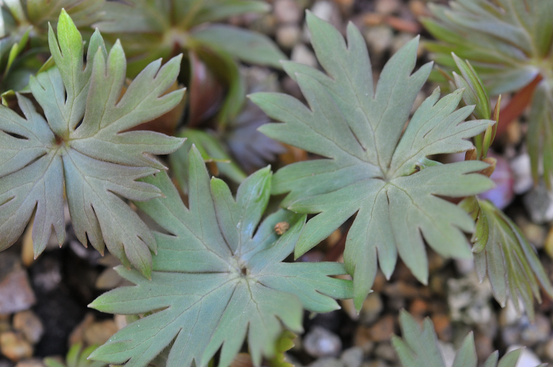 大雪トリカブトの葉