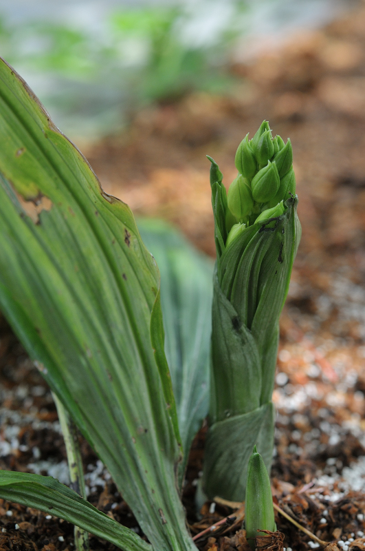 コオズエビネの芽です