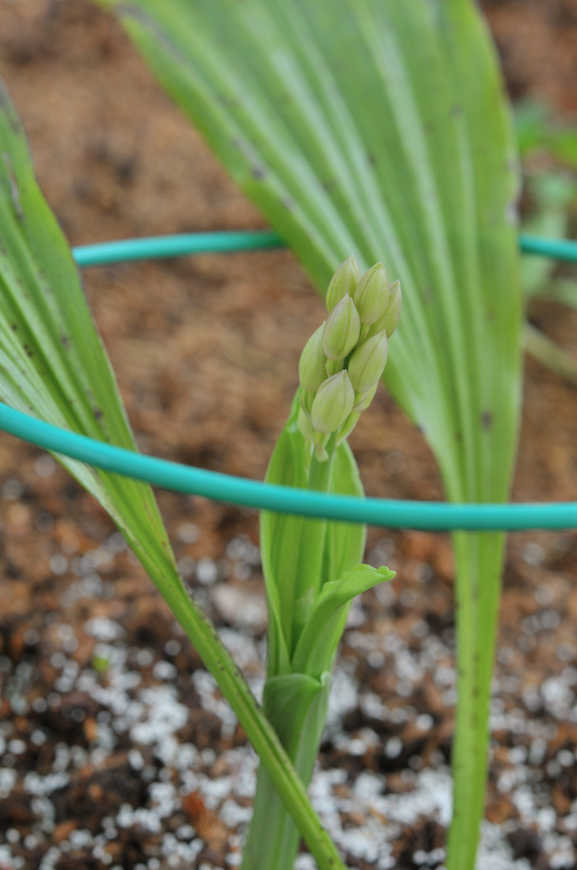 コオズエビネの芽です