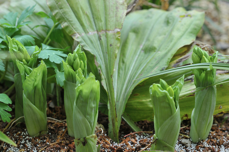 タカネの芽です