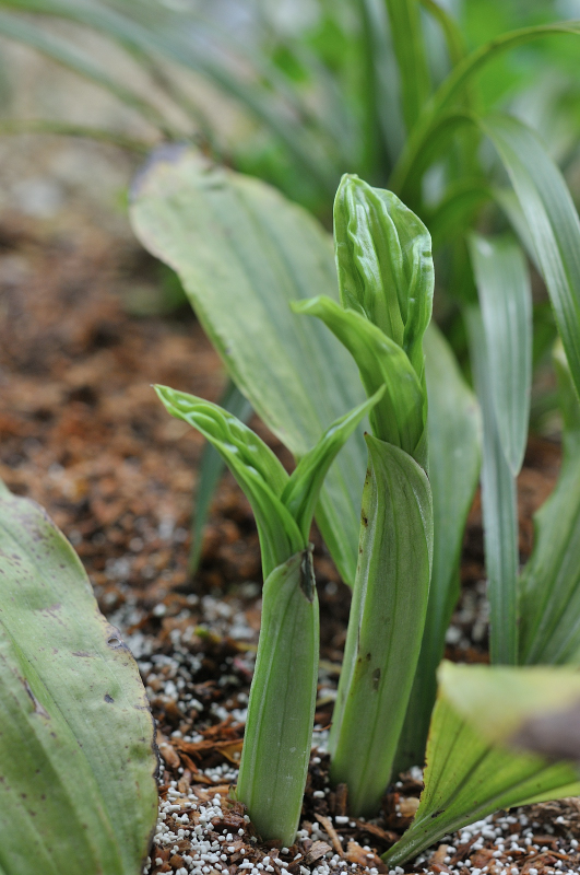 八丈島産エビネの芽です