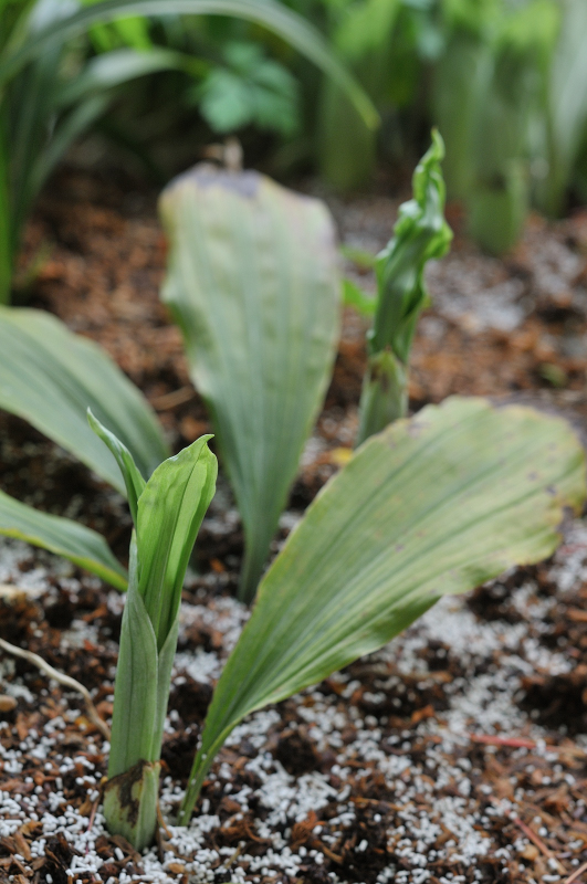 八丈島産エビネの芽です