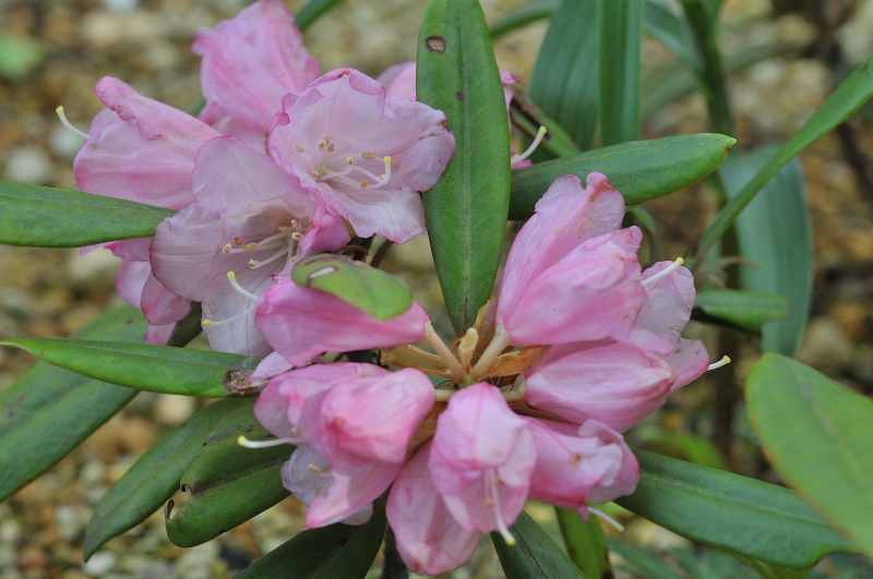 只見石楠花の花です