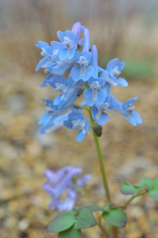 エゾエンゴサクの花です