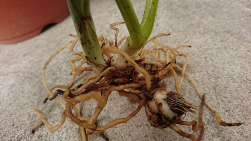 エビネの根のアップ