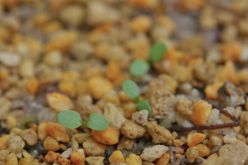 ヨツバヒヨドリの芽です