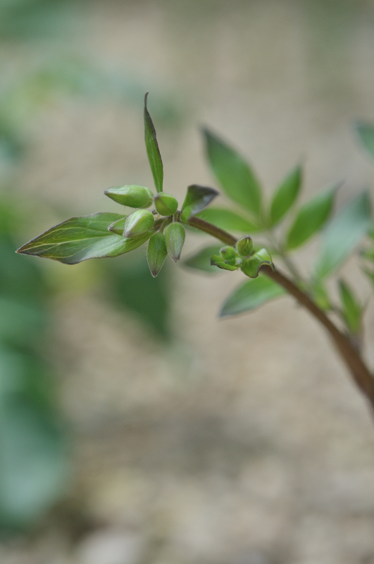 エゾノハナシノブのつぼみです