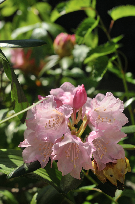 隠岐石楠花の花です