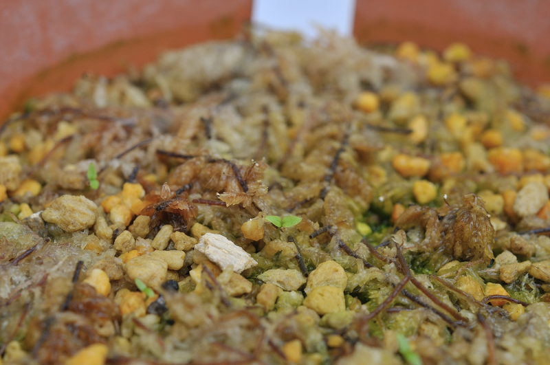 クサレダマの芽です