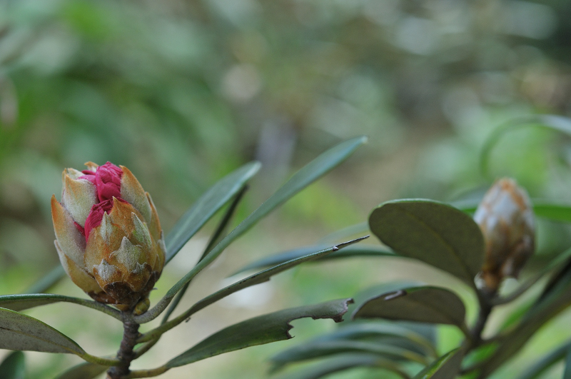 ツクシ系シャクナゲのつぼみです