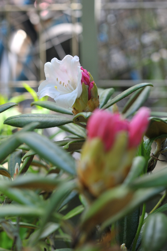 屋久島石楠花の咲き始めです