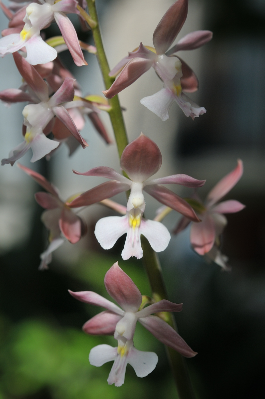 ひな祭りの花です
