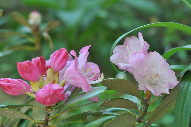 筑紫系シャクナゲです