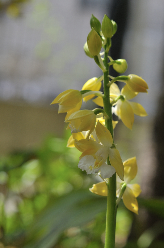 コオズの花です