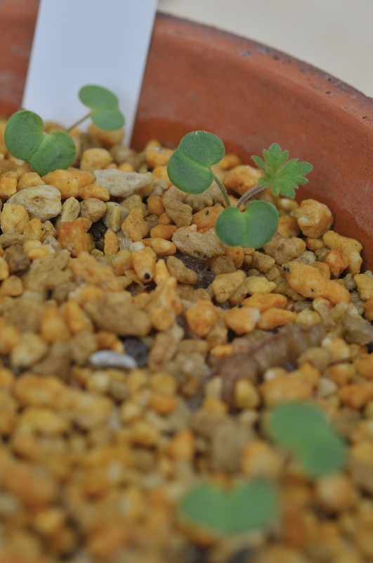 ハマフウロの芽です