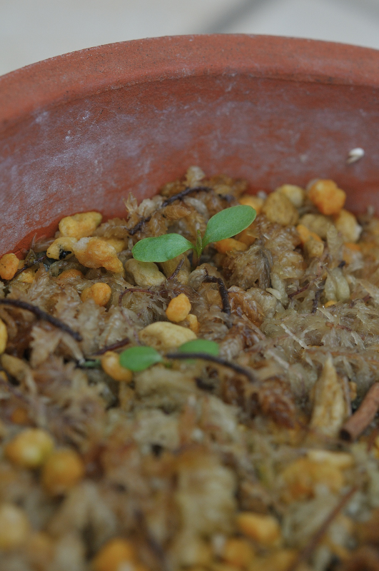 オミナエシの芽です