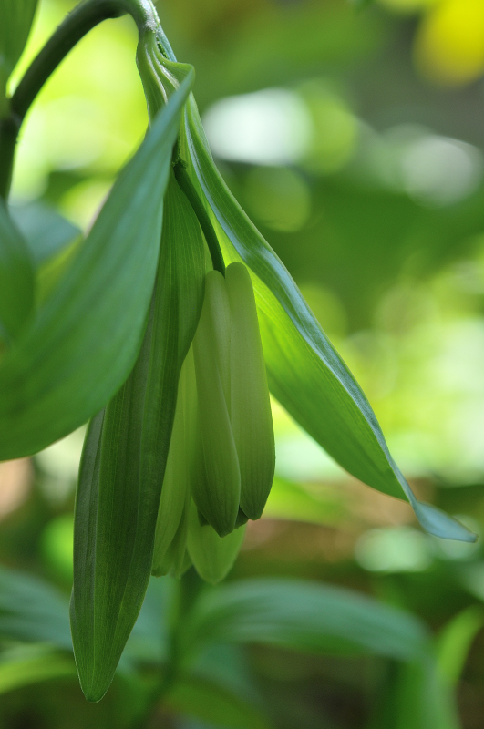 ホウチャクソウの花のアップ