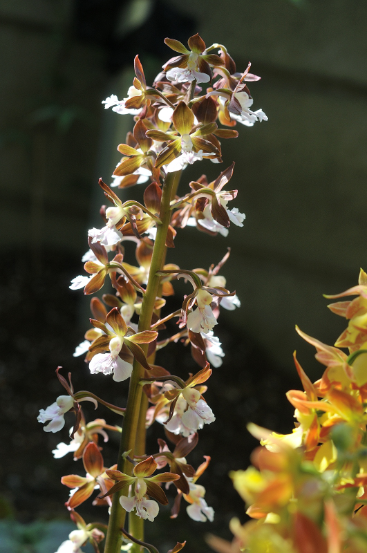 ジエビネの花です