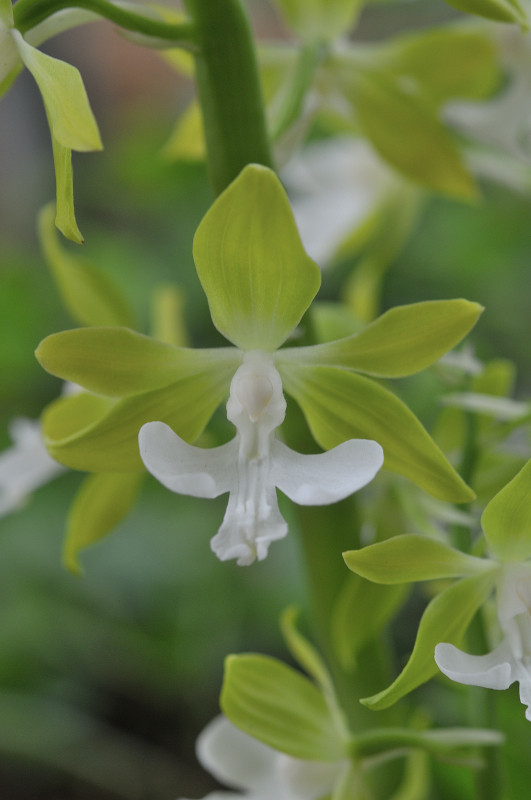 花のアップです