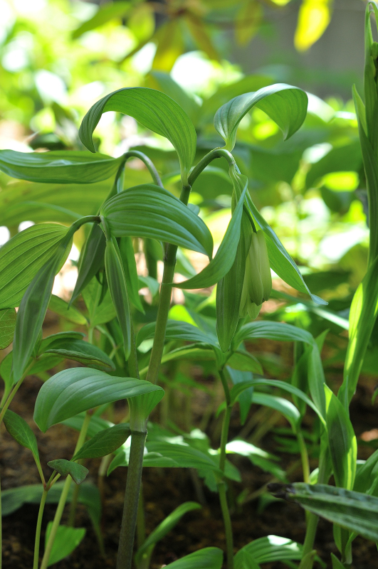 ホウチャクソウの花です