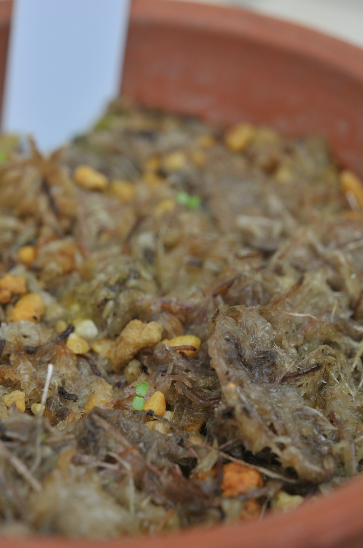 アケボノソウの芽です