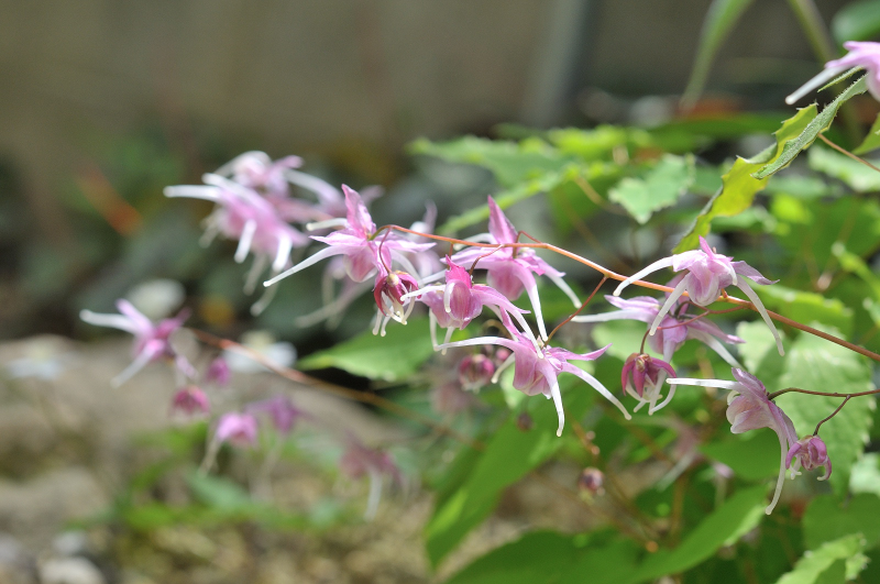 イカリソウ開花