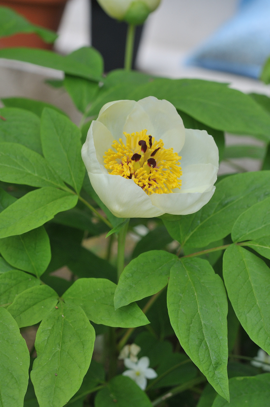 山芍薬の花です