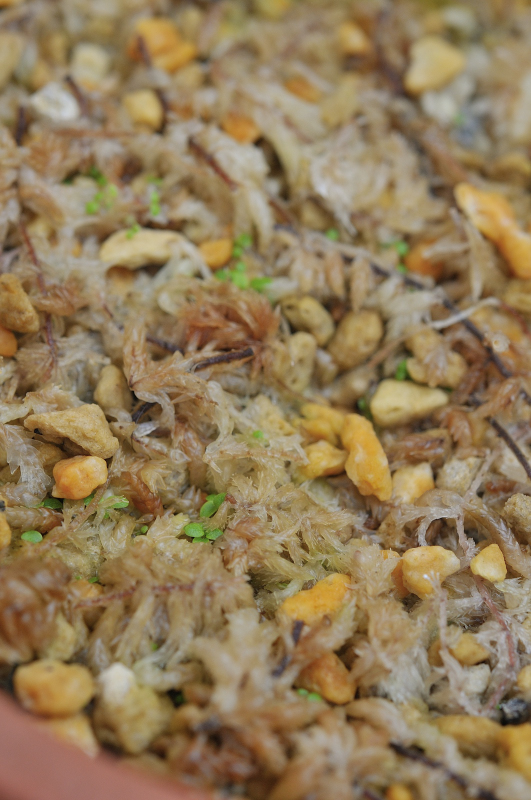 キヨシソウの芽です