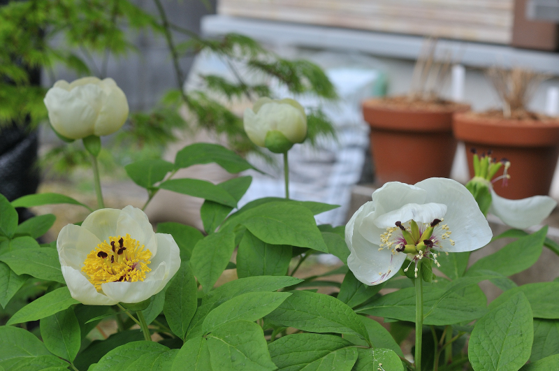 庭の山芍薬の様子