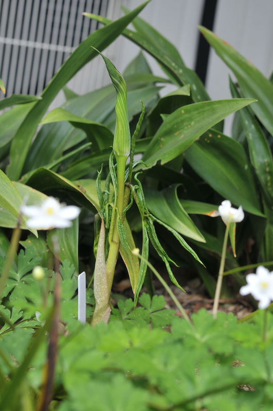 マムシグサの芽出しです