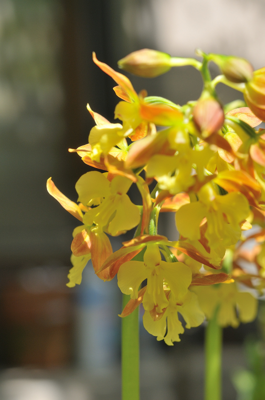 タカネエビネの花です