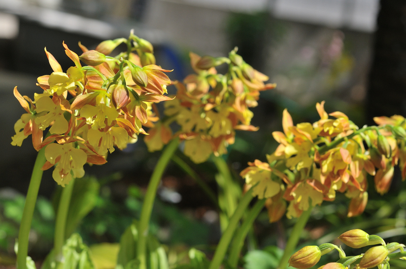 タカネエビネの花です