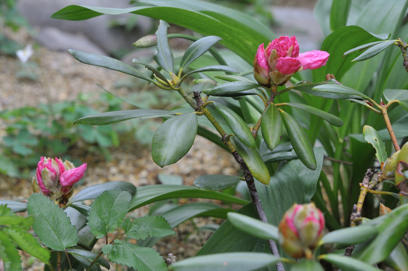 隠岐石楠花のつぼみです