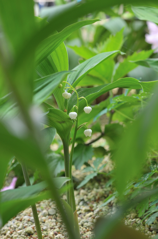 スズランの花です