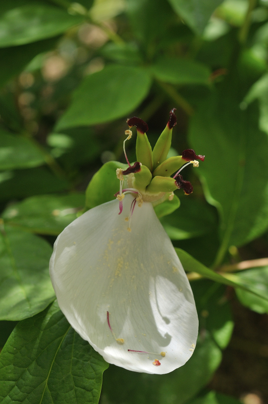 花が散った山芍薬