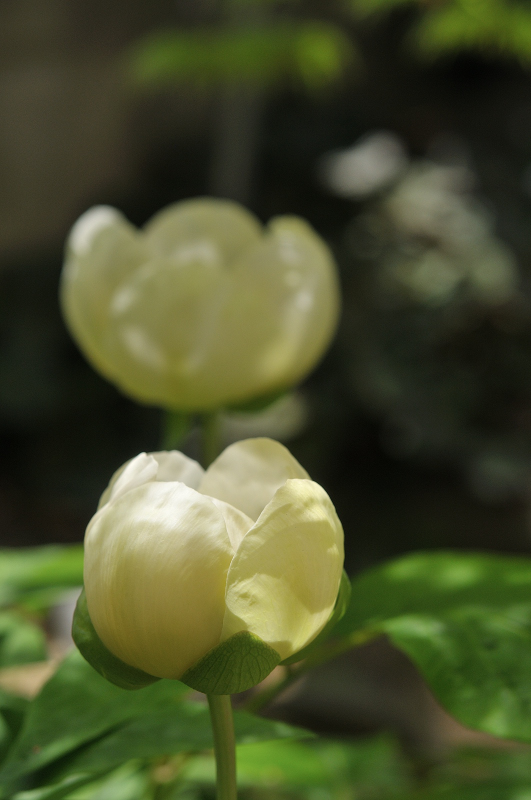 山芍薬の花です