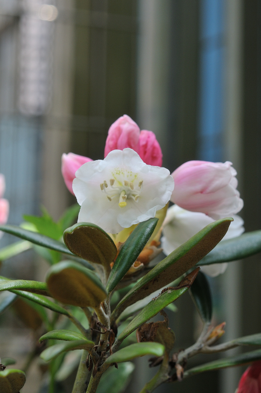 屋久島石楠花の花です
