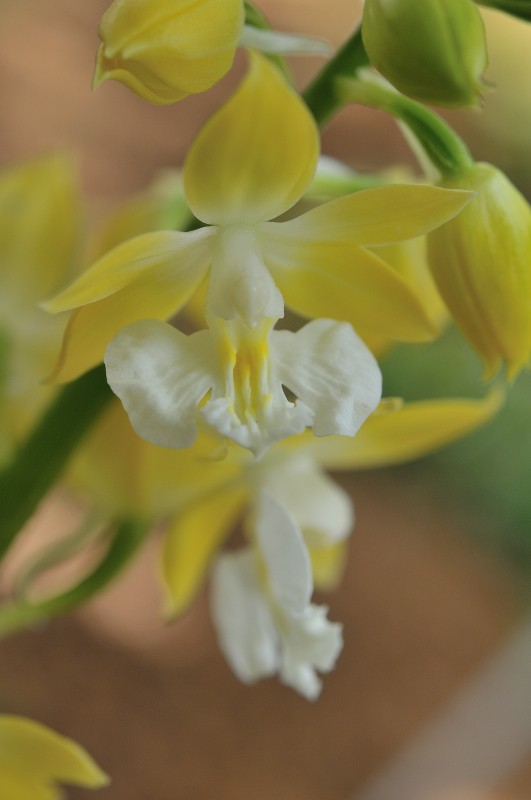 コオズの花のアップです