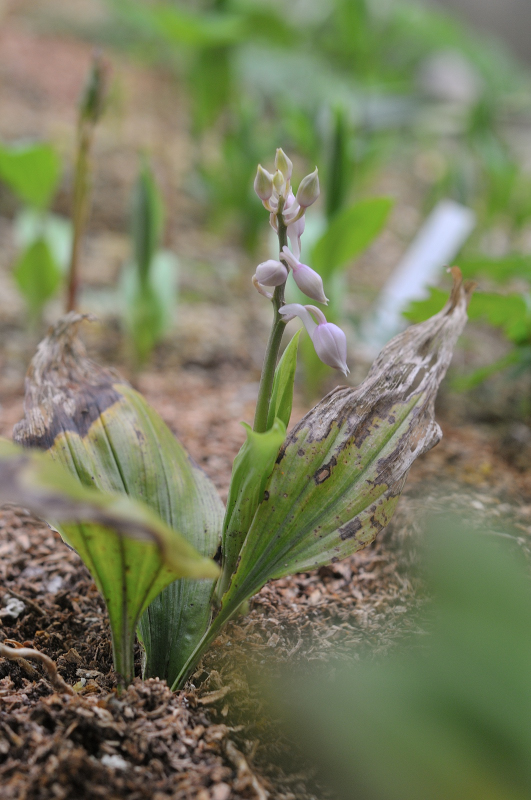 キリシマエビネのつぼみです