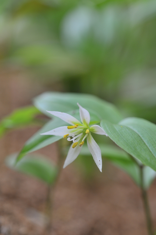 チゴユリの花です

