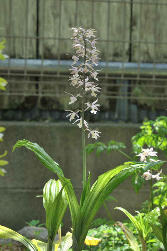 我が家で一番大きい八丈島産エビネです