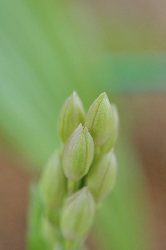ひな祭りのつぼみです