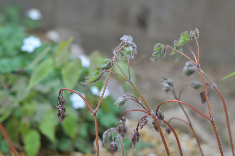 イカリソウの芽出し