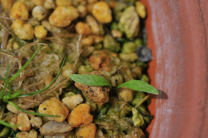 ミヤマセンキュウの発芽です