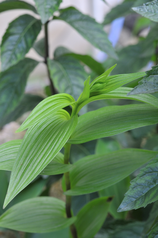 カキランのつぼみです