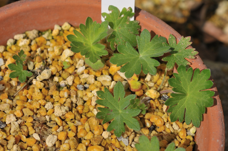 ハマフウロの本葉です