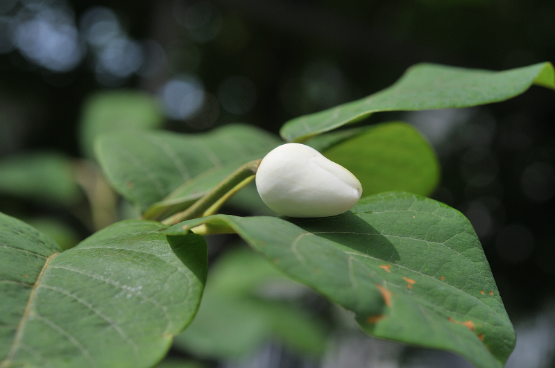 オオヤマレンゲのつぼみに色が付きました
