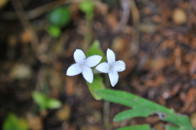 ツルアリドオシの花です